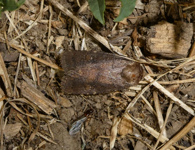 Rusina ferruginea - rozsdaszínű erdeibagoly