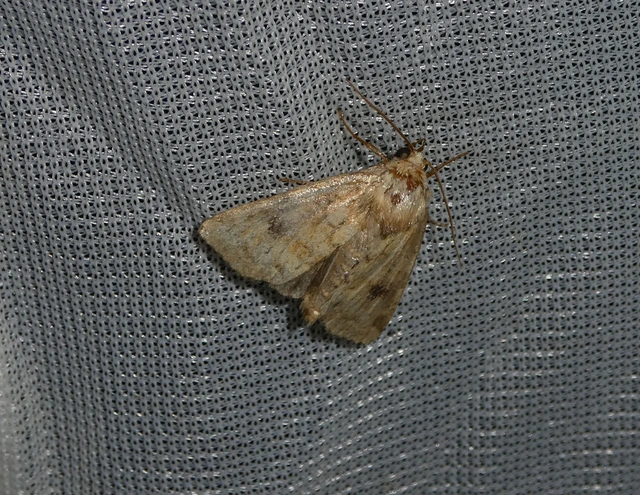 Atypha pulmonaris - tüdőfű-levélbagoly