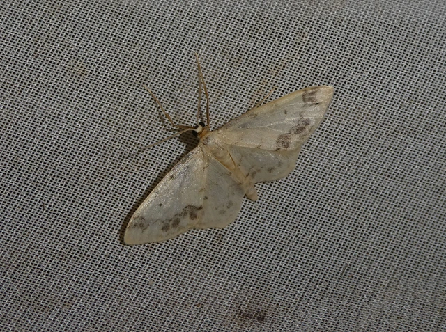 Idaea trigeminata - csúcsfoltos apróaraszoló