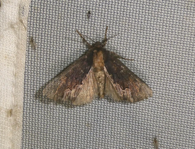 Dypterygia scabriuscula - szurokbarna nyáribagoly