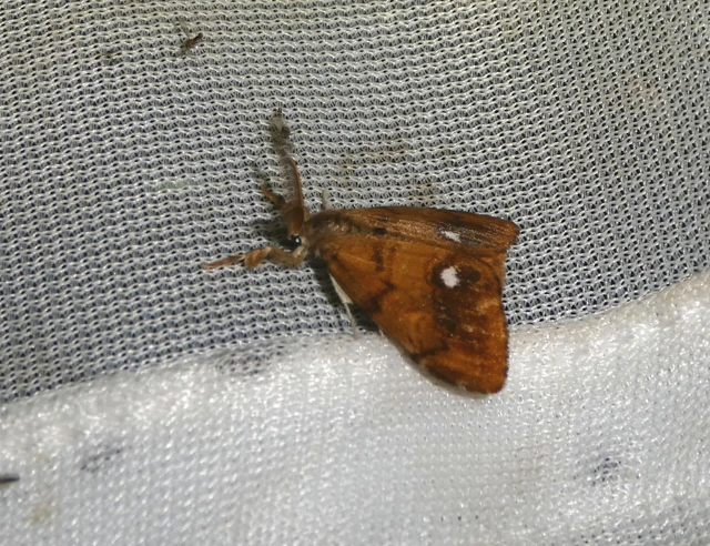 Orgyia antiqua - rozsdabarna kisszövő