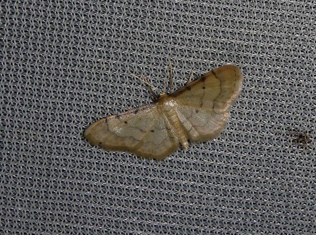Idaea politaria - vonalas apróaraszoló