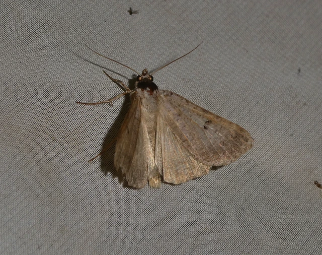 Lygephila craccae - gyakori csüdfűbagoly