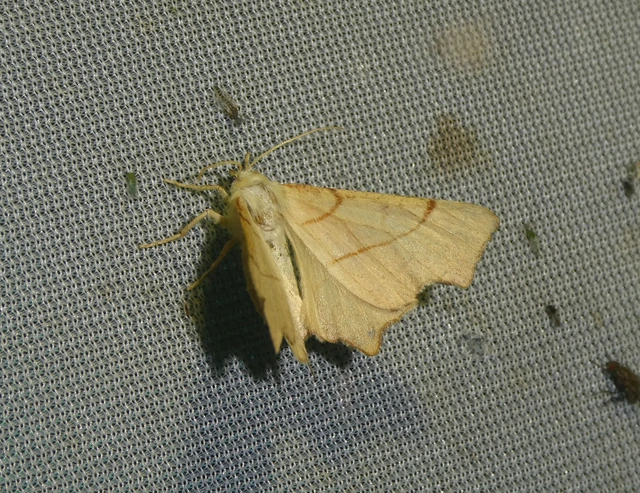 Ennomos erosaria - hársfa-levélaraszoló