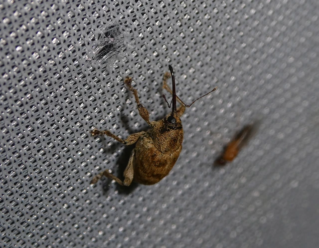 Curculio