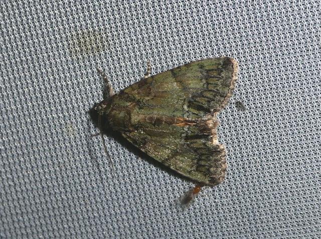 Polyphaenis sericata - selyemfényű erdeibagoly