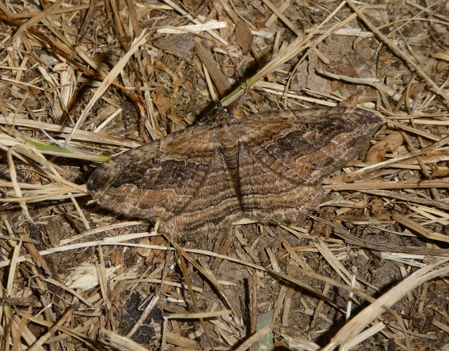 Philereme transversata - varjútövis-araszoló