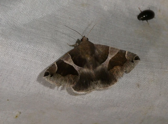 Dysgonia algira - déli porcelánbagoly