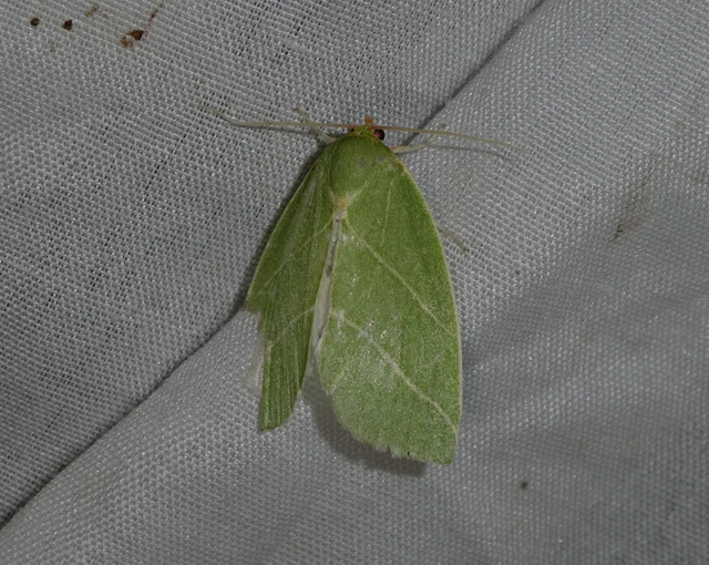 Bena bicolorana - tölgyfa-zöldbagoly