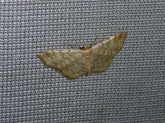 Idaea fuscovenosa - szürkeszélű apróaraszoló
