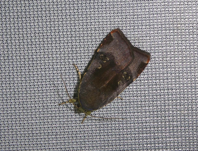 Noctua janthe - lappangó sárgafűbagoly