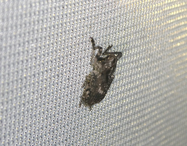 Gasterocercus depressirostris - laposorrú ormányos