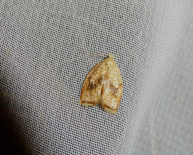 Acleris forsskaleana - juharos levélmoly