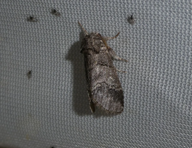 Drymonia querna - tölgyfa-púposszövő