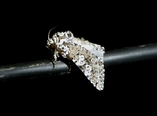 Lamprosticta culta - hármasfoltú bagoly