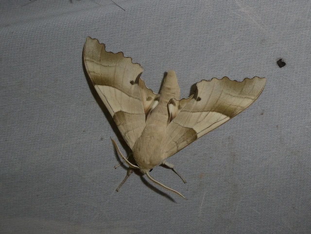 Marumba quercus - tölgyfaszender