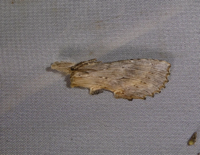Pterostoma palpina - csőrös púposszövő