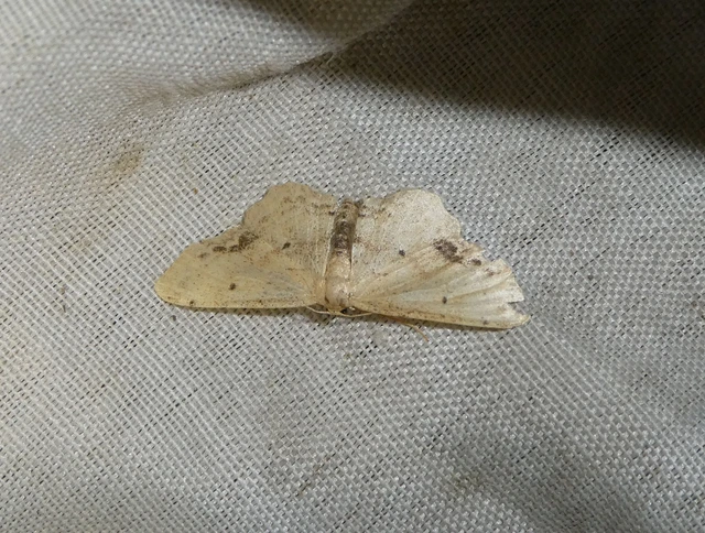 Idaea dimidiata - gyakori apróaraszoló