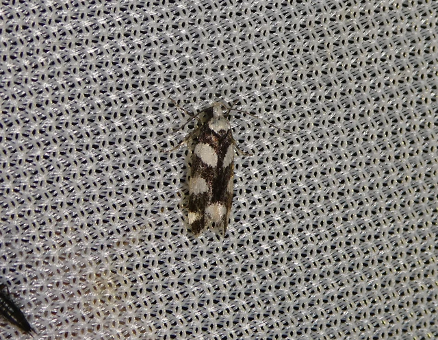 Pseudotelphusa tessella - sóskafamoly