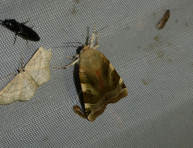 Noctua fimbriata - szélessávú sárgafűbagoly