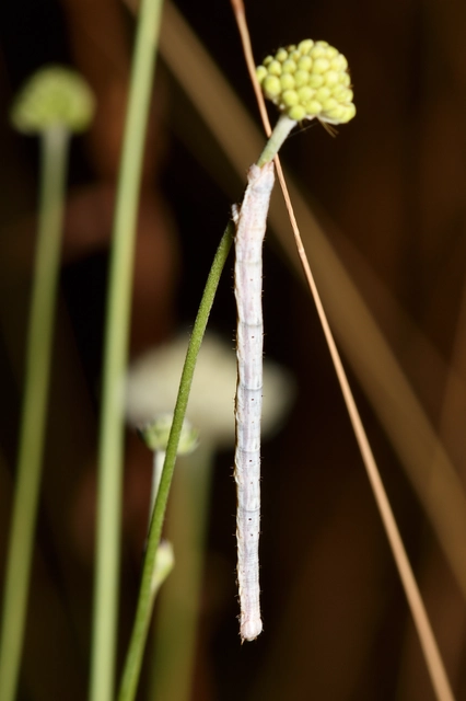Synopsia sociaria - ürömaraszoló