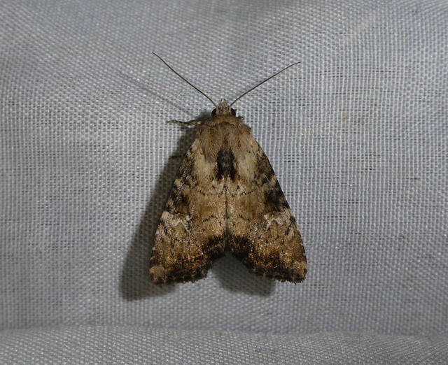 Loscopia scolopacina - csinos dudvabagoly