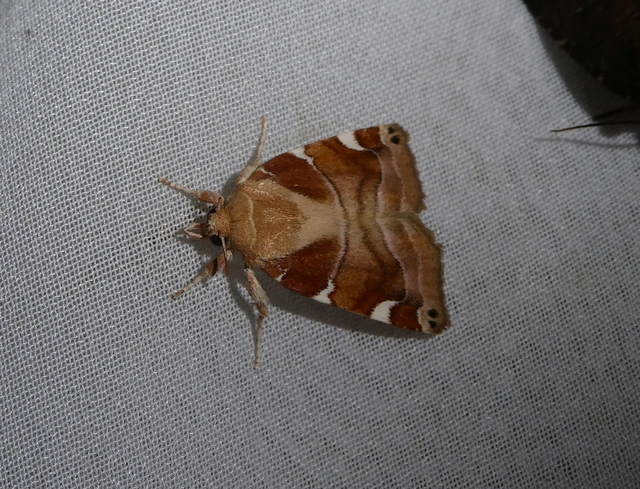 Cosmia diffinis - szilfa-lombbagoly