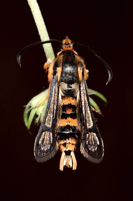 Chamaesphecia masariformis - ökörfarkkóró-szitkár
