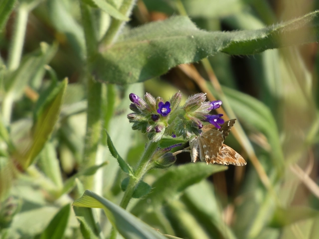 Carcharodus alceae - mályva-busalepke