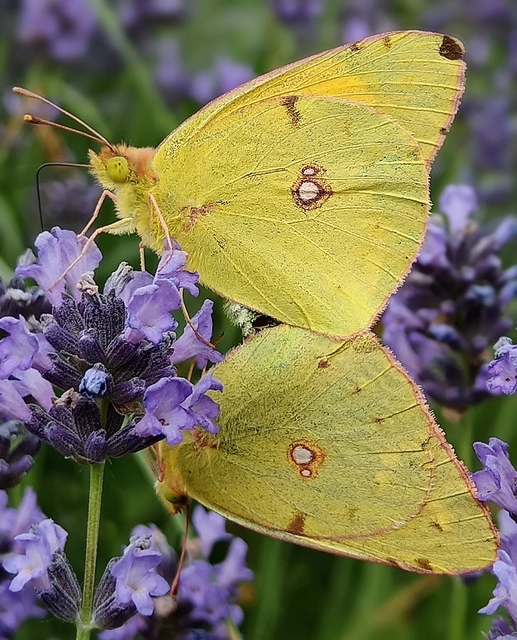 Colias croceus - sáfránylepke