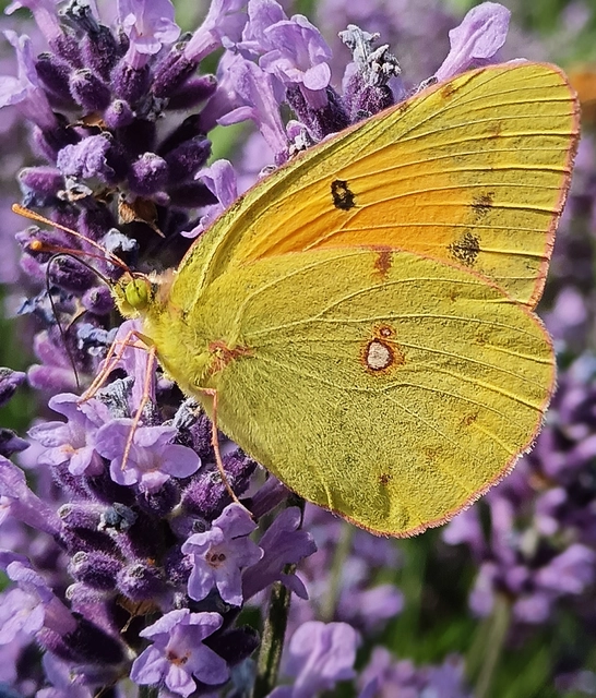 Colias croceus - sáfránylepke