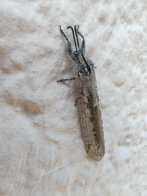 Acanthaclisis occitanica - pusztai hangyaleső