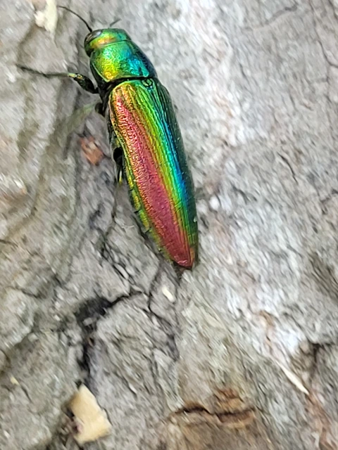 Eurythyrea aurata - aranyos díszbogár