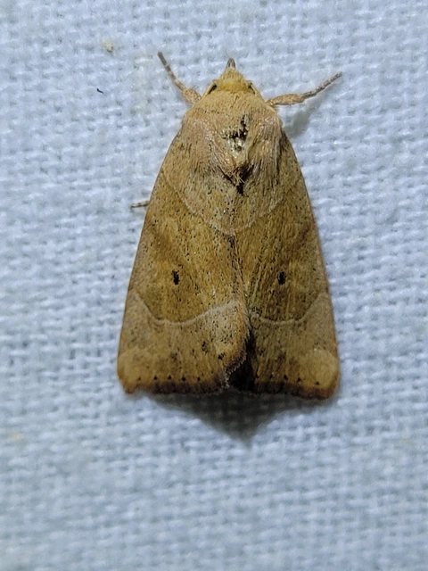 Cosmia trapezina - közönséges lombbagoly