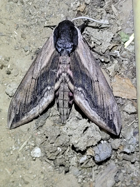 Sphinx ligustri - fagyalszender