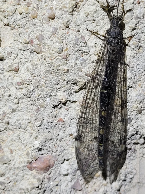 Distoleon tetragrammicus - négyfoltos hangyaleső