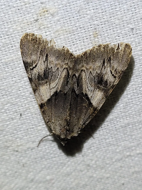 Catocala fulminea - galagonya-övesbagoly