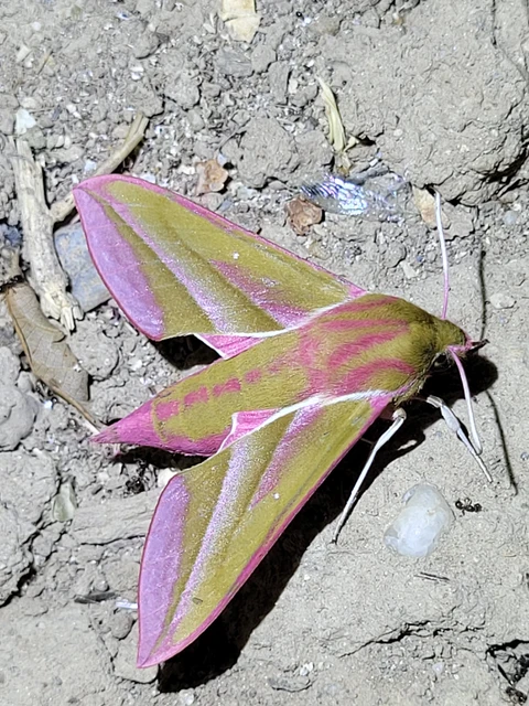 Deilephila elpenor - szőlőszender