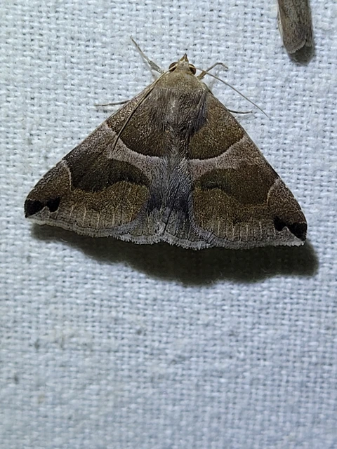 Dysgonia algira - déli porcelánbagoly