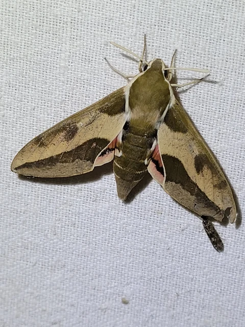 Hyles euphorbiae - kutyatejszender