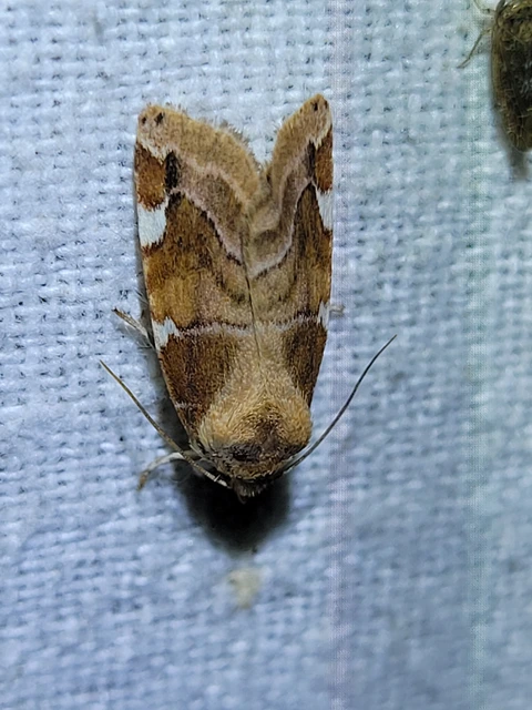 Cosmia diffinis - szilfa-lombbagoly