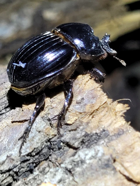 Copris lunaris - közönséges holdszarvú-ganéjtúró