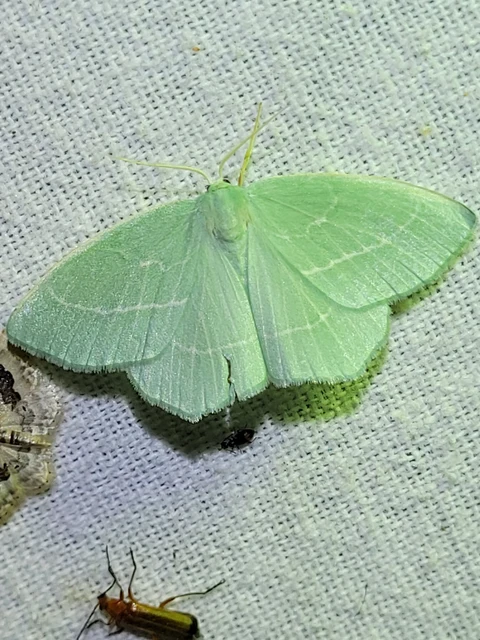 Hemistola chrysoprasaria - kékes zöldaraszoló
