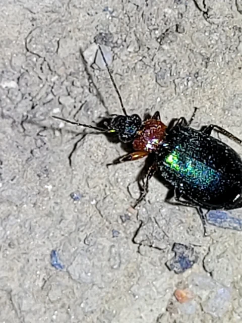 Lebia cyanocephala - pompás cserjefutó