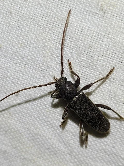 Trichoferus campestris - szállóvendég éjicincér