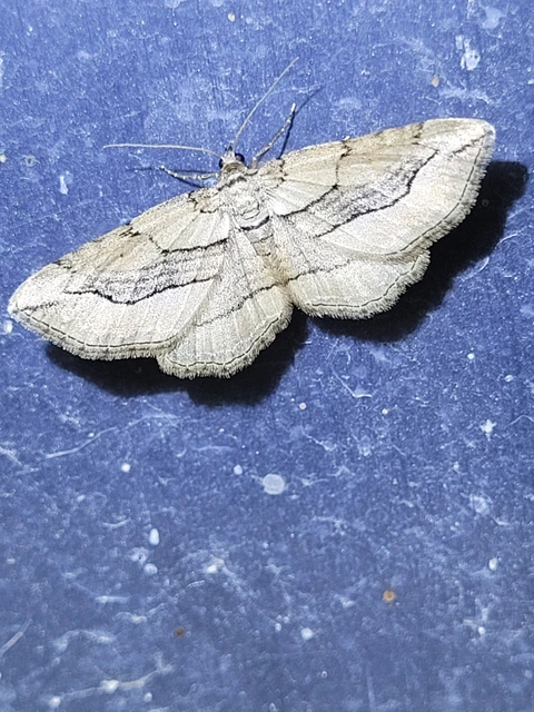 Horisme corticata - barna iszalagaraszoló