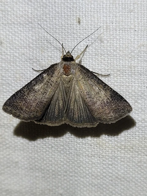Lygephila procax - fekete csüdfűbagoly