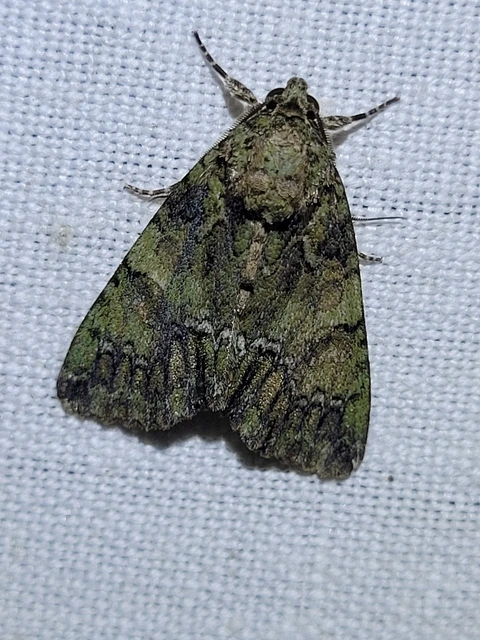 Polyphaenis sericata - selyemfényű erdeibagoly