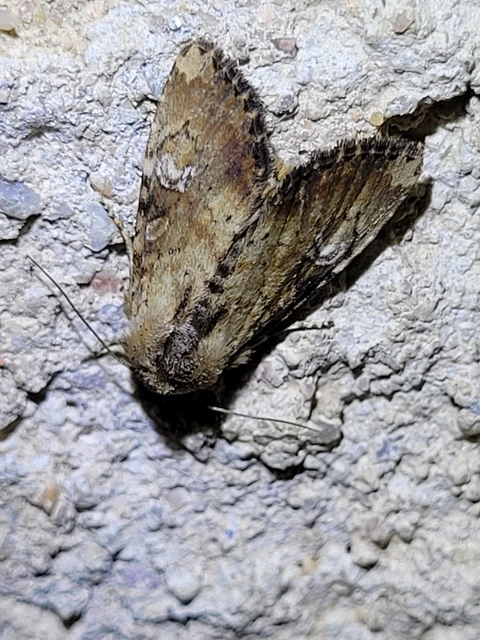 Loscopia scolopacina - csinos dudvabagoly