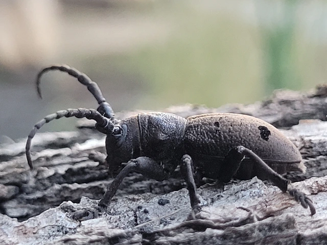 Herophila tristis - selymes alkonycincér